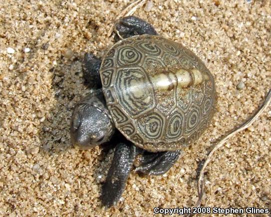 Northern Diamond-backed Terrapin (Malaclemys terrapin terrapin)