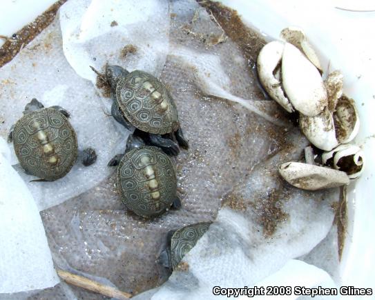 Northern Diamond-backed Terrapin (Malaclemys terrapin terrapin)