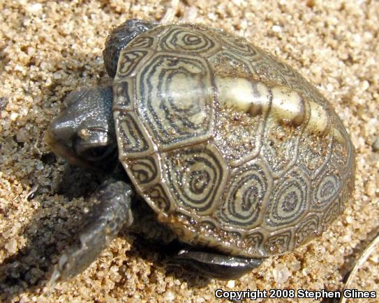 Northern Diamond-backed Terrapin (Malaclemys terrapin terrapin)