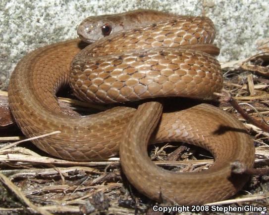 Northern Brownsnake (Storeria dekayi dekayi)