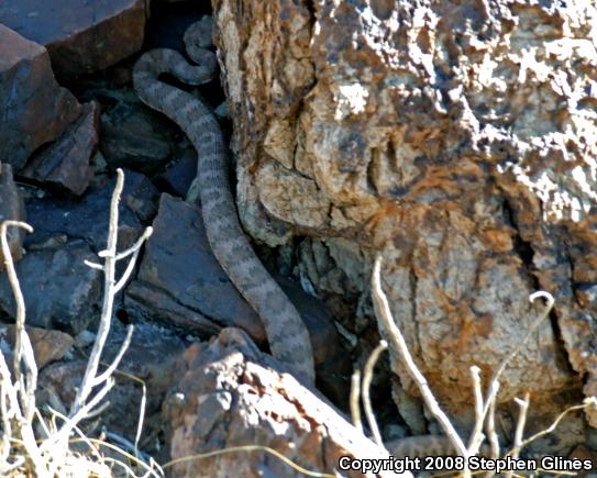 Panamint Rattlesnake (Crotalus stephensi)