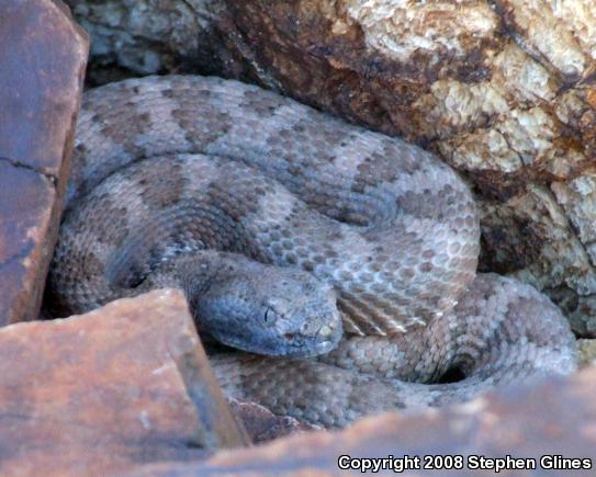 Panamint Rattlesnake (Crotalus stephensi)