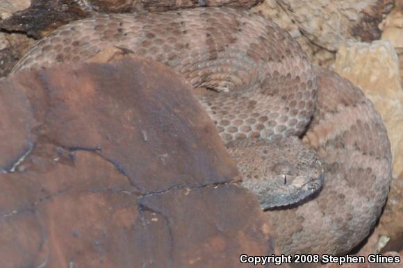 Panamint Rattlesnake (Crotalus stephensi)