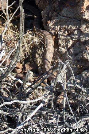 Panamint Rattlesnake (Crotalus stephensi)