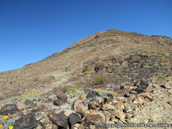 Panamint Rattlesnake (Crotalus stephensi)