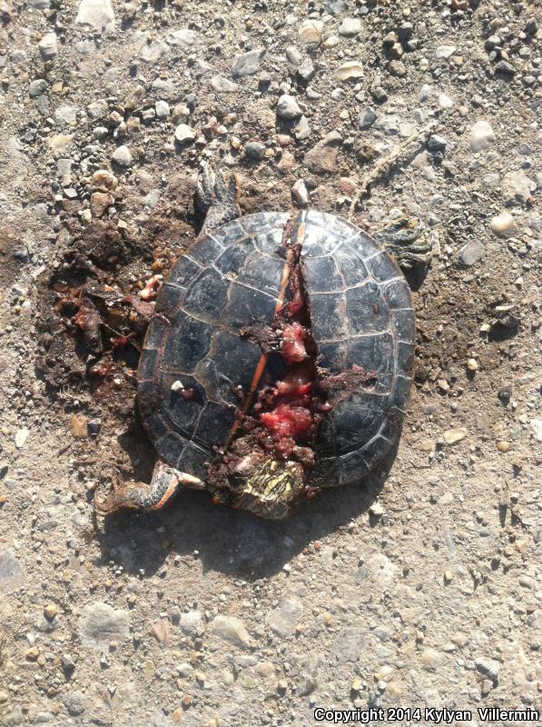 Southern Painted Turtle (Chrysemys dorsalis)