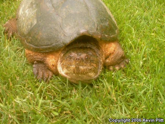 Eastern Snapping Turtle (Chelydra serpentina serpentina)