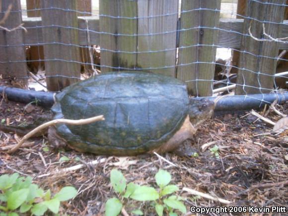 Eastern Snapping Turtle (Chelydra serpentina serpentina)