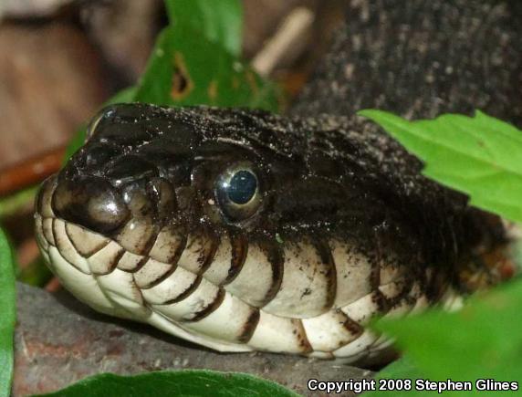 Northern Watersnake (Nerodia sipedon sipedon)