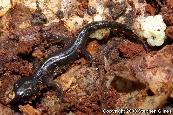 Spotted Salamander (Ambystoma maculatum)