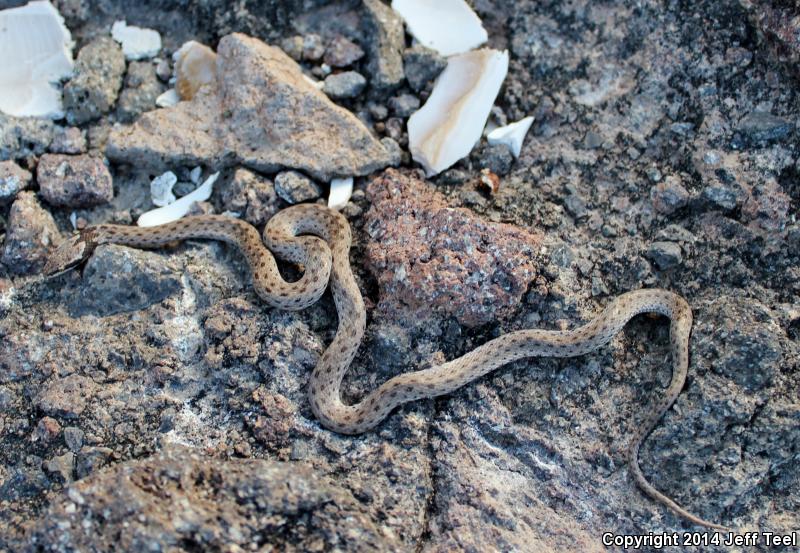 Islands Nightsnake (Hypsiglena ochrorhyncha venusta)