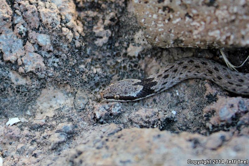 Islands Nightsnake (Hypsiglena ochrorhyncha venusta)