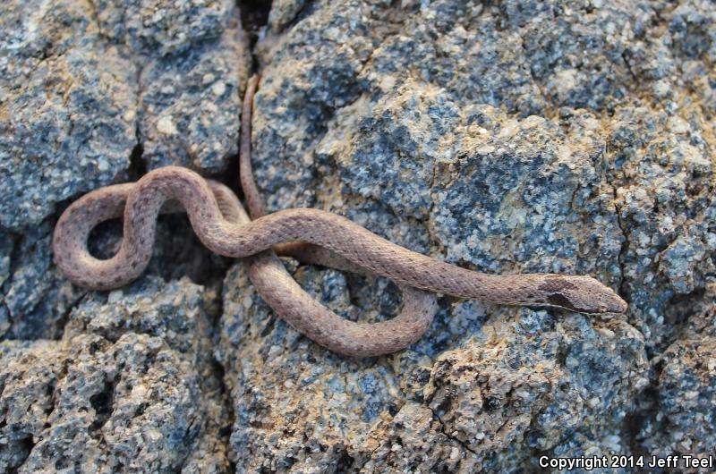 Islands Nightsnake (Hypsiglena ochrorhyncha venusta)