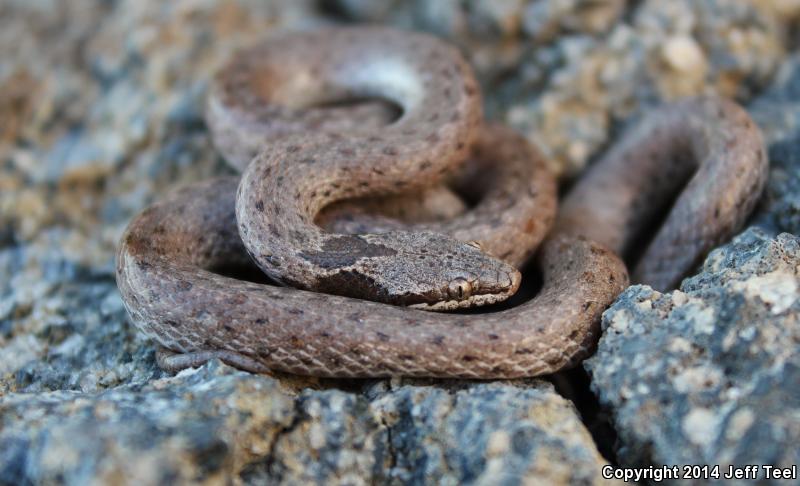 Islands Nightsnake (Hypsiglena ochrorhyncha venusta)