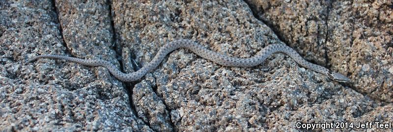 Islands Nightsnake (Hypsiglena ochrorhyncha venusta)