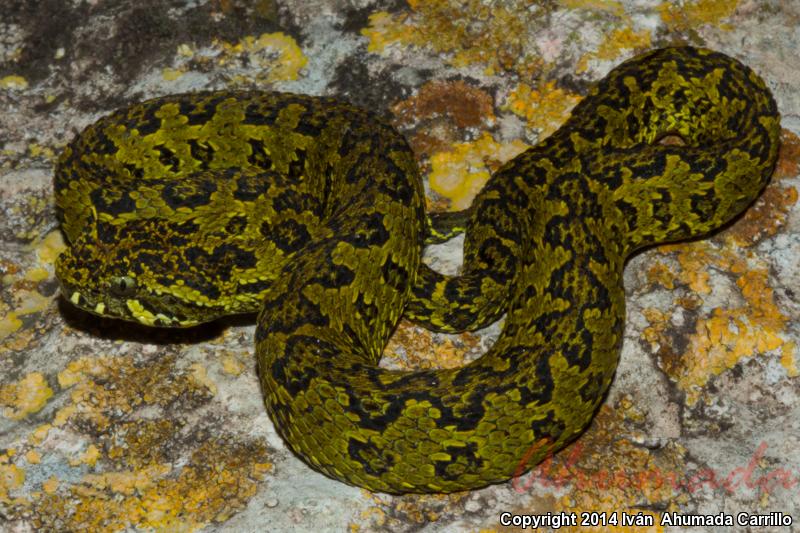 Mexican Horned Pitviper (Ophryacus undulatus)