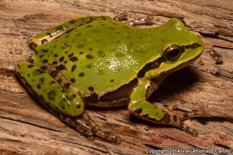 Mountain Treefrog (Hyla eximia)