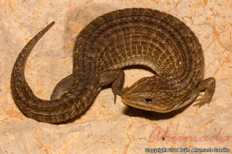 Transvolcanic Alligator Lizard (Barisia imbricata)