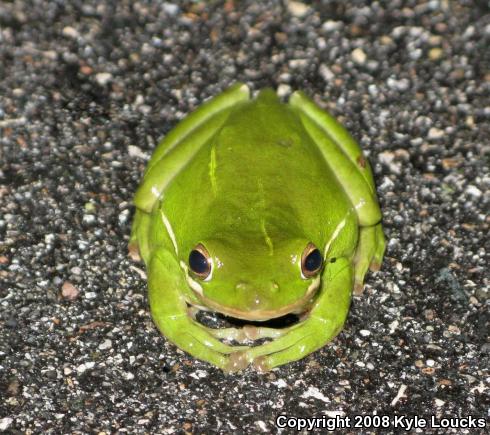 Green Treefrog (Hyla cinerea)