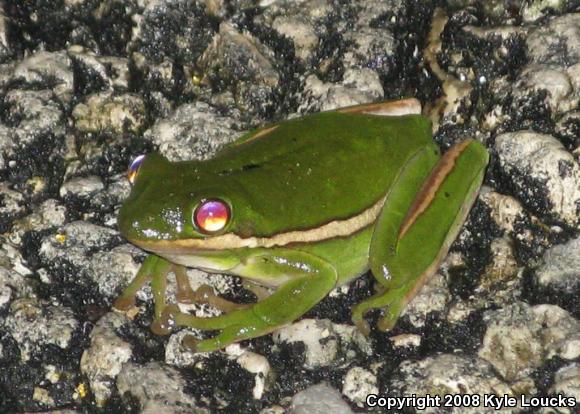 Green Treefrog (Hyla cinerea)