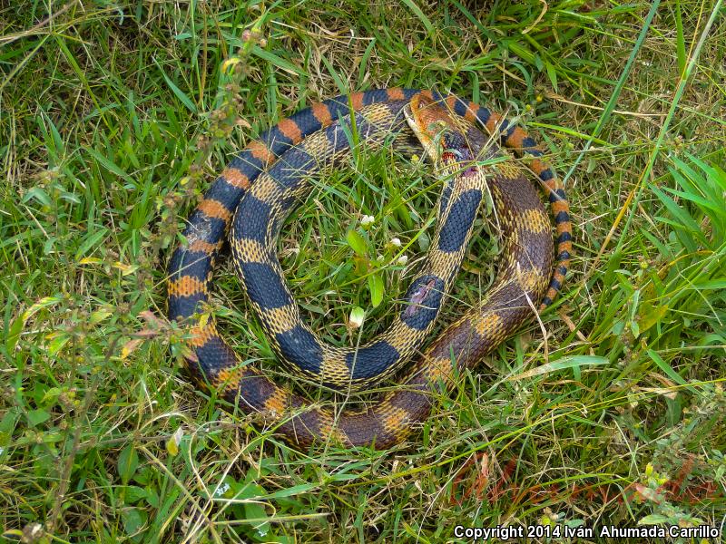 Mexican Bullsnake (Pituophis deppei deppei)