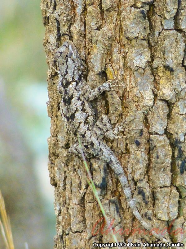 Southern Clark's Spiny Lizard (Sceloporus clarkii boulengeri)