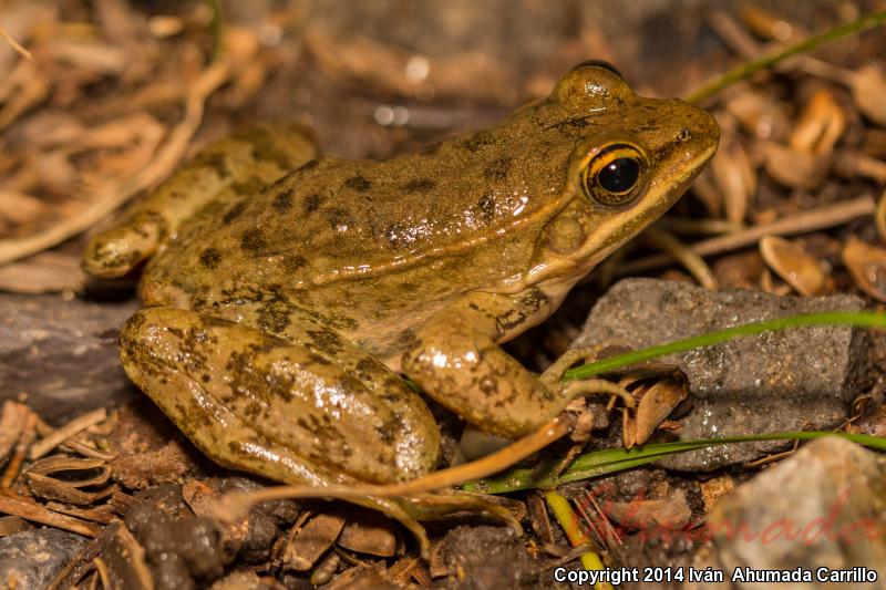 Zweifel's Frog (Lithobates zweifeli)