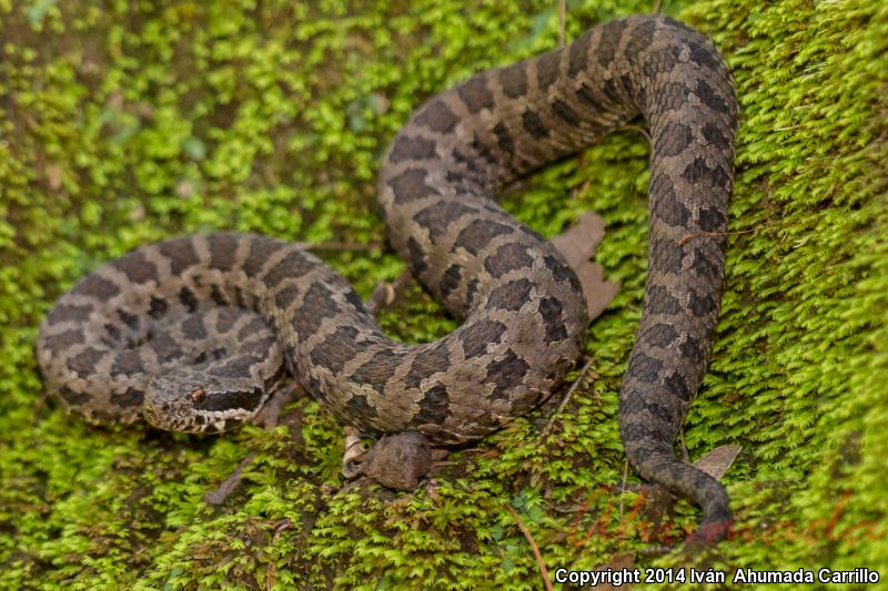 Western Dusky Rattlesnake (Crotalus triseriatus armstrongi)