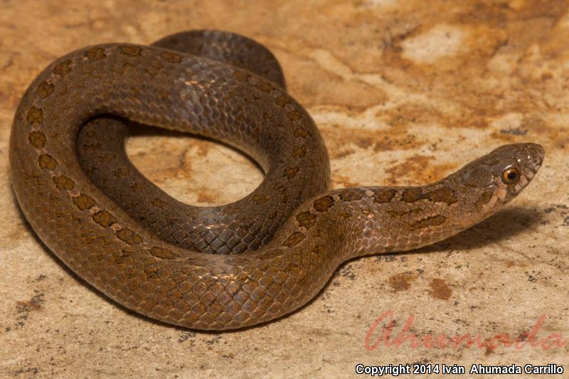 Large-nosed Earthsnake (Conopsis nasus)