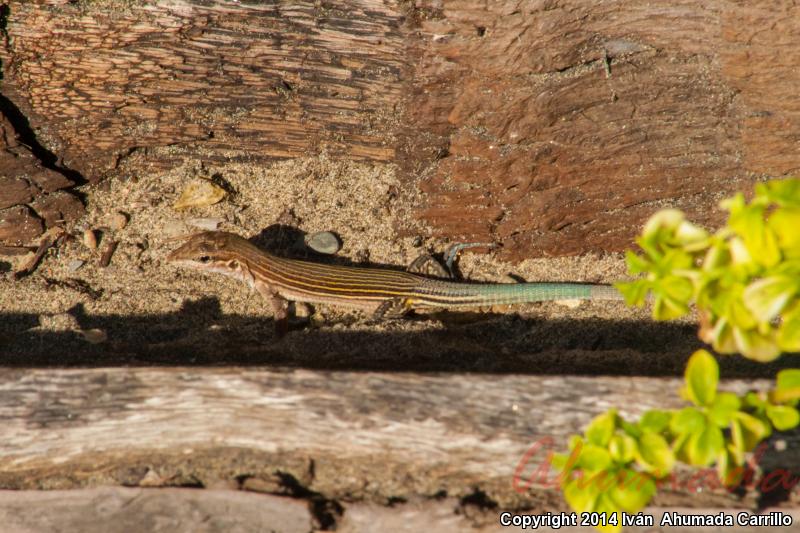 Many-lined Whiptail (Aspidoscelis lineatissima)