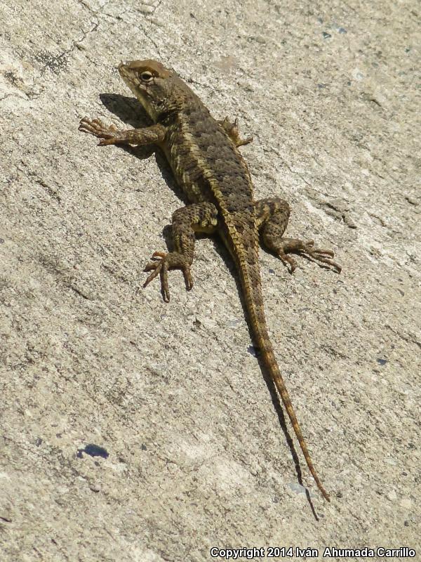 Rough Lizard (Sceloporus horridus)