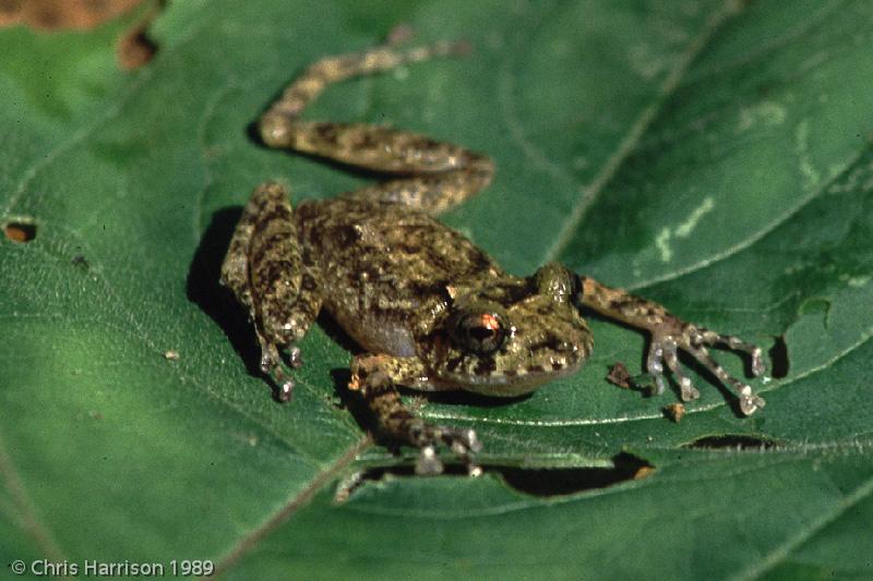 Northern Alfred's Rainfrog (Craugastor alfredi alfredi)