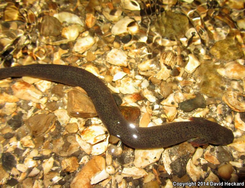 Western Lesser Siren (Siren intermedia nettingi)