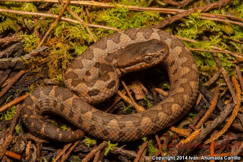 Godman's Montane Pitviper (Cerrophidion godmani)