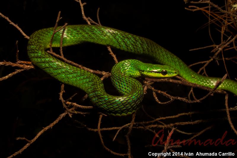 Cloud Forrest Parrot Snake (Leptophis modestus)