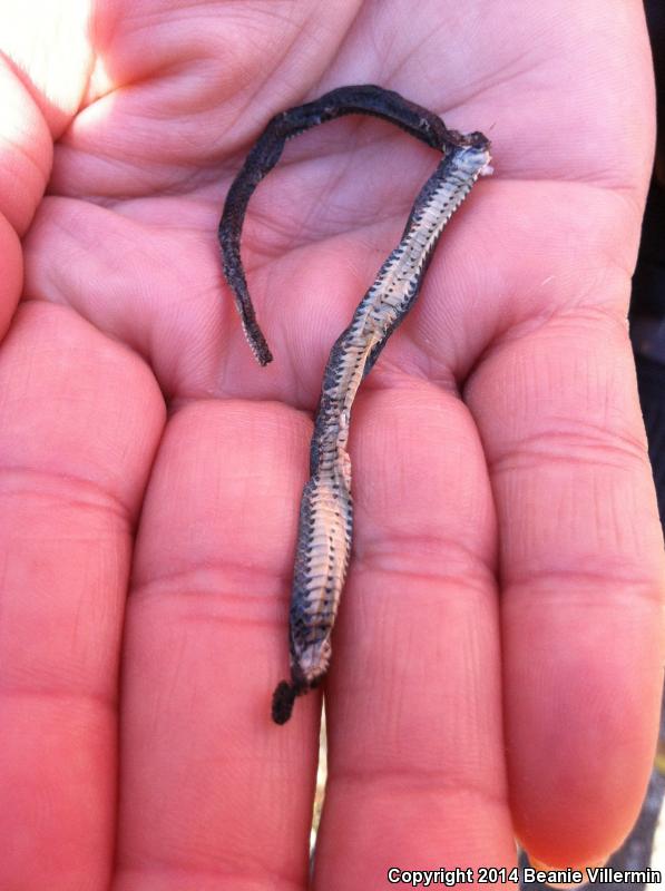 Mississippi Ring-necked Snake (Diadophis punctatus stictogenys)