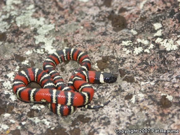 San Diego Mountain Kingsnake (Lampropeltis zonata pulchra)