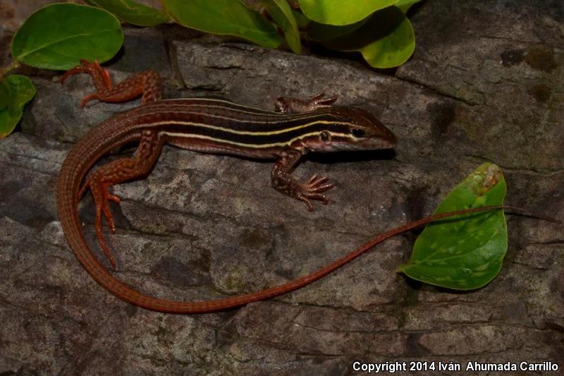 Colima Giant Whiptail (Aspidoscelis communis communis)