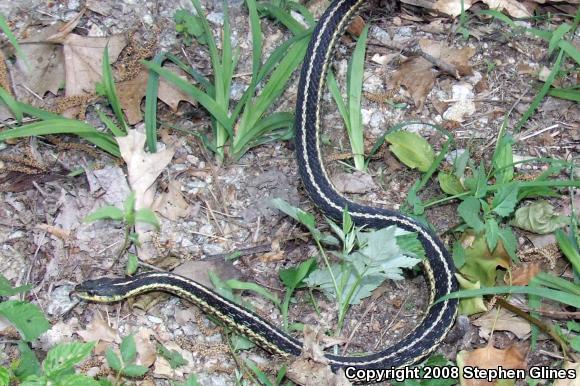 Eastern Gartersnake (Thamnophis sirtalis sirtalis)