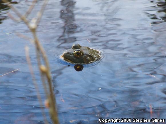 American Bullfrog (Lithobates catesbeianus)