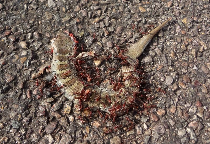 Madrean Alligator Lizard (Elgaria kingii kingii)