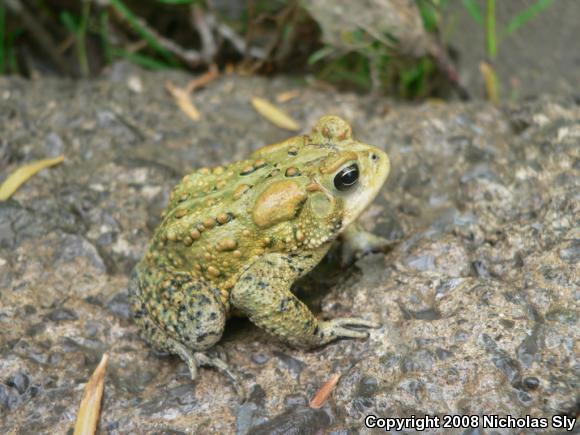 Eastern American Toad (Anaxyrus americanus americanus)
