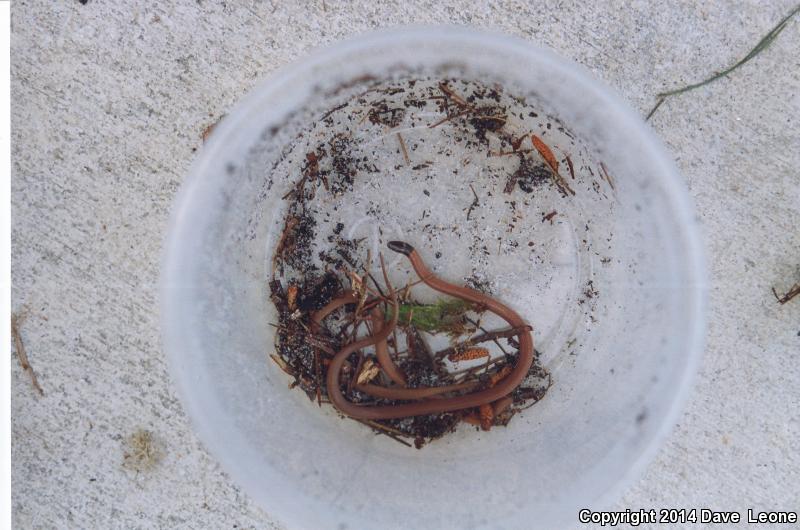 Coastal Dunes Crowned Snake (Tantilla relicta pamlica)