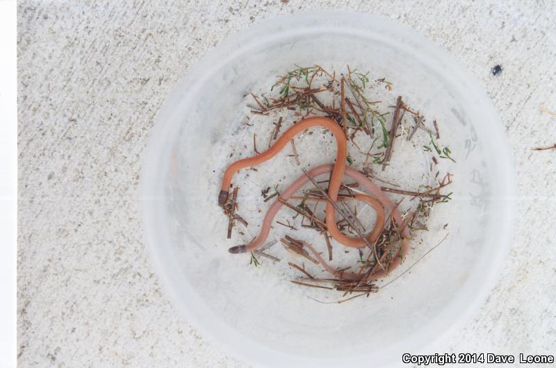 Coastal Dunes Crowned Snake (Tantilla relicta pamlica)