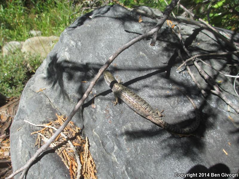 Shasta Alligator Lizard (Elgaria coerulea shastensis)