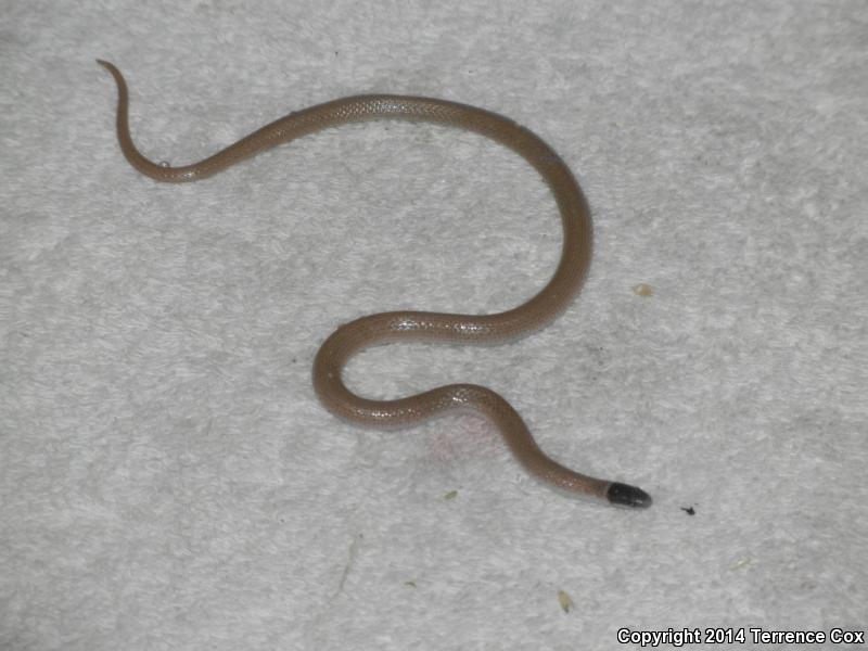 Yaqui Black-headed Snake (Tantilla yaquia)