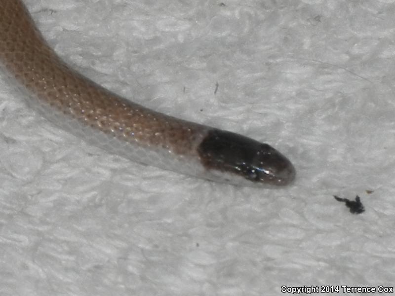 Yaqui Black-headed Snake (Tantilla yaquia)