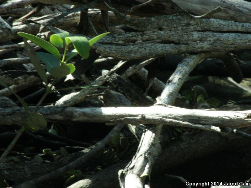 Atlantic Saltmarsh Snake (Nerodia clarkii taeniata)