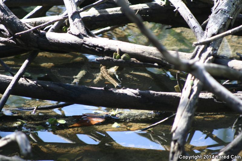 Atlantic Saltmarsh Snake (Nerodia clarkii taeniata)