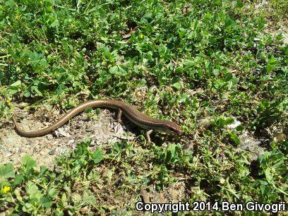 Variegated Skink (Plestiodon gilberti cancellosus)